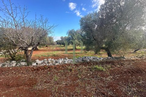 Terra a Carovigno, Brindisi, Carovigno - € 30.000 | Ref: Terreno Prete - foto 11